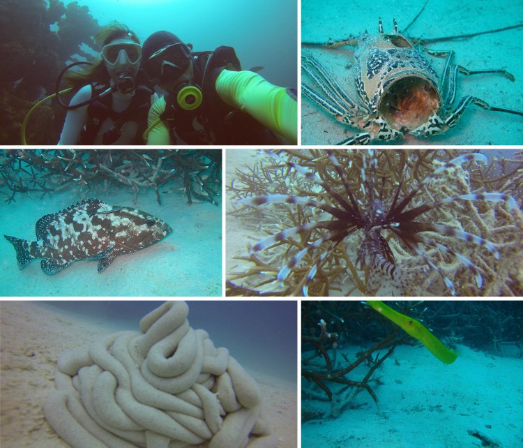 aporeefwithdiscovery_2013_10_14_f