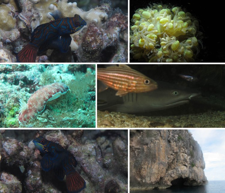 malapascua_2015_06_13_a