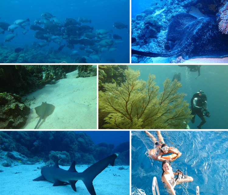 tubbataha_2015_04_25_d