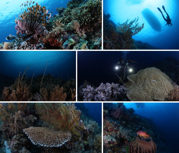 tubbataha_2016_05_25_d