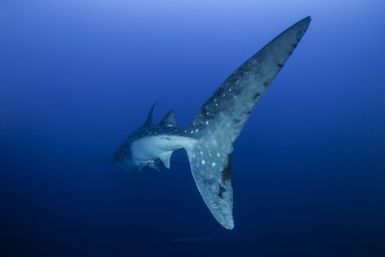 tubbataha_delsanwreck_2018_04_25_whaleshark1